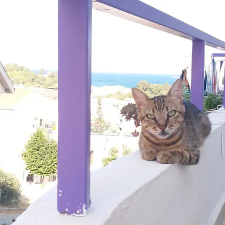 Διαμέρισμα Ertem *